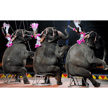 Hadi Shrine Circus Tickets