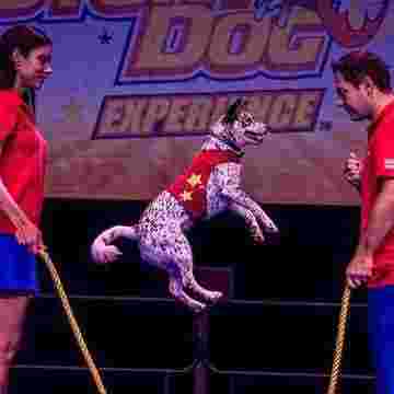 Stunt Dog Experience Tickets